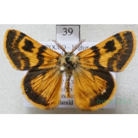 Orgyia splendida Rambur, 1842 male Morocco39